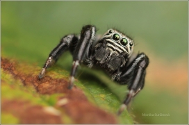 <p>SKÁKAVKA ČERNÁ (Evarcha arcuata) ---- /species of jumping spiders - Spinnenart aus der Familie der Springspinnen/</p>